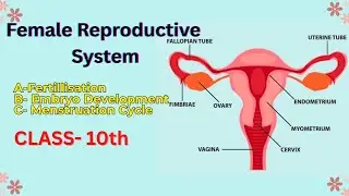 FEMALE REPRODUCTIVE SYSTEM || CLASS-10th| FERTILISATION || EMBRYO DEVELOPMENT | MENSTRUATION