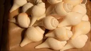 Banglar Sankha / Conch Bangles of Bengal