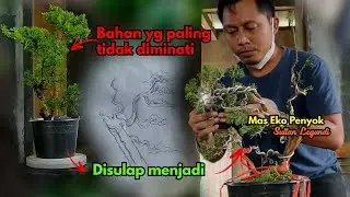 Membuat Bonsai Pohon Cemara Sinensis Dari Bahan Murah 150 Ribu #bonsai