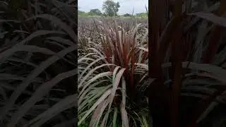 red napier grass video #shorts #grass