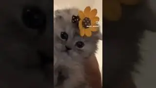 #kitty #cat #kitten #funnyanimals #cute #kittens #kitty #memes #fypシ #fypシ゚viral #fypage #flowers