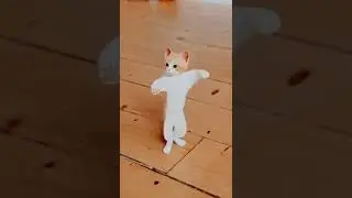 Juju jujuju juju juju 😺#shortvideos #viral #cat dance