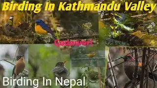 Birding In Kathmandu Valley | Godawori | Birding In Nepal | Nepal | Bird Lovers