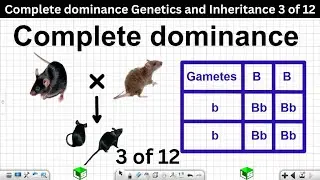 Complete dominance Genetics and Inheritance Grade 12 Life Sciences 3 of 12