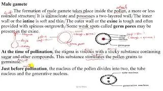 Grade 10 Chapter 5 Male gamete