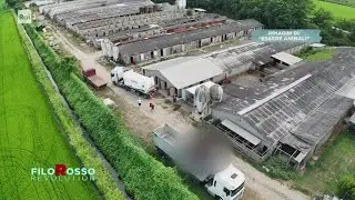 Peste suina fuori controllo, diversi casi in Italia - Filorosso Revolution 20/08/2024