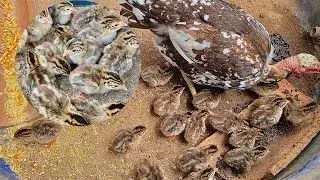 NASCERAM VÁRIOS GUINÉSINHOS / VEJAM QUE LINDOS!!!