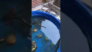 Putting a small turtle in the small pond.   #turtle #pond #new