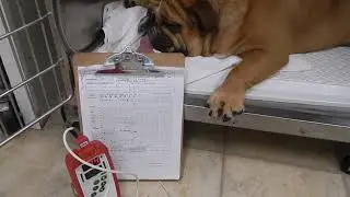 Dr. Kraemer Vet4Bulldog Bulldog Interdigital Cysts Pre-Stem Cell