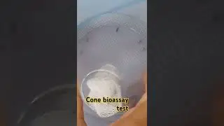 WHO Cone Bioassay  test #malaria #malariaawareness #mosquito #bangladesh #LLIN #bio-assay