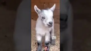 Funny goat video in the world #goat #shorts #cartoon #shortsfeed #waitforend #viral #shortvideos