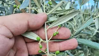 zeytin saçma  büyüklüğüne gelince  yapılacak olan  uygulamalar