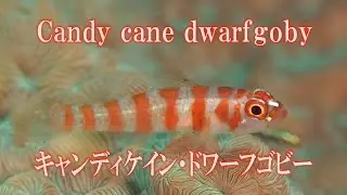 キャンディケイン・ドワーフゴビー　Candy cane dwarfgoby