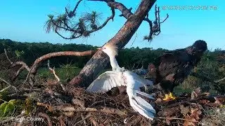 Eagle Country~Egret escapes from the Eagle's Nest~7:40 AM 2019/04/21