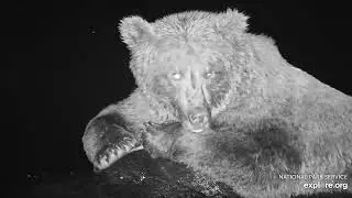 Snoozy Bucky on his rest rock at night.  Brooks Falls, Katmai, Alaska. 7 Oct 2025 (explore.org)