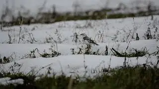 Пуночка (Plectrophenax nivalis)