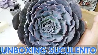 suculentas unboxing suculento  donsuculento