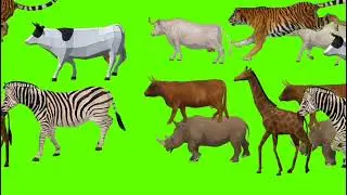 ziraf zebara cow gera birds running stampede green screen video 2024 4k