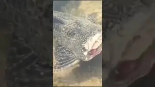 Headless seaman #fishing #seaman #ocean #travel #animals #video #wildlife #beautiful #video #shorts