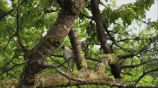 notre belle Nature-le Pic vert