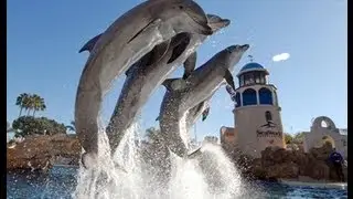 Полное шоу «Открытие дельфинов» 2009 года в SeaWorld