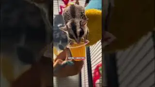 The Sugar Glider: Small, Agile, and Soaring Above Challenges