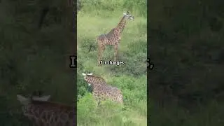 Survival Skills: How to Survive A Giraffe Attack #survival #skills #howto #animal #lifehacks #shorts