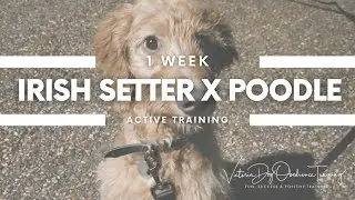 Irish Setter x Poodle puppy - Impulse control training