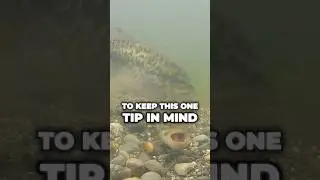 How to Catch Bass on Beds THE RIGHT WAY! ✅ #fishing