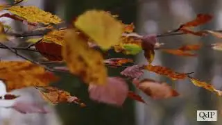 Foliage nella faggeta del Cansiglio: passeggiare sotto le foglie tra i colori dell’autunno