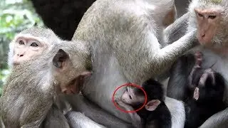 The Both Of Heidi's Brother Are So Cute, Funny and Friendly Newborn Monkey