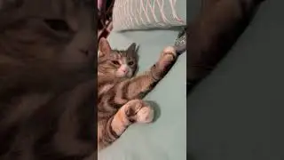 Our furbaby  social media addict#shortsvideo #shortsyoutube #catlover#catshorts #cat