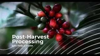 Curve Coffee Post-Harvest Class