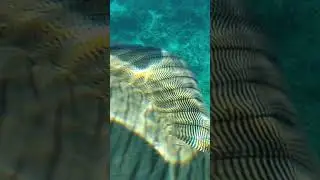 Рыба &ndash; Наполеон  в бухте Sharks bay. The Napoleon fish. Red sea. Egypt. Великолепный подводный мир