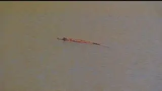 Orange alligator spotted in Hanahan