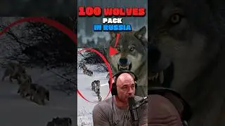 Joe Rogan on Pack of 100 WOLVES in Russia