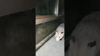 Friendly Opossum