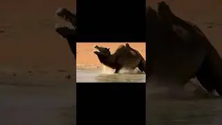 When Camel Meets Crocodile &ndash; Nature&rsquo;s Strangest Hybrid!