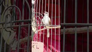 burung TRUCUK   #trucukan #trucukangacor #trucuk