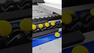 Citrus External Optical Sorting Machine
