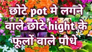 छोटे गमले में लगने वाले छोटे hight के फूलों वाले पौधे
