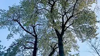 Mindfulness: Fresh and crisp spring morning 12.04.20