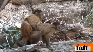 monkey mating 2//التزاوج عند القردة//accouplement des singes//