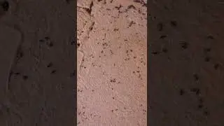 Spectracide Bug Stop Home Barrier. IT WORKS!!