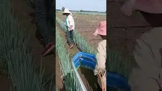 Onion smart Weed Control #satisfying #shortsvideo