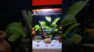 Widow fish #aquarium #widowtetra #fish #tetra #aquascape #aquariumfishfish #fishtank #aquaria