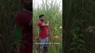 explanation of C4 Plants # C4 plant example # C4 plants # hatch & slack cycle