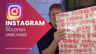 Instagram Ryukin Goldfish Unboxing