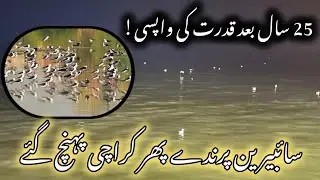After 25 Years, Siberian Birds Return to Karachi &mdash; A Powerful Sign of Nature&rsquo;s Revival
