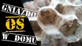 GNIAZDO OS - Hodowla OS w domu #2